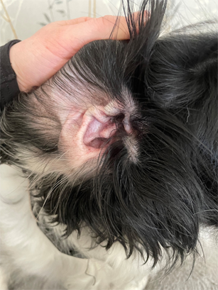 Erythematous otitis externa in dogs