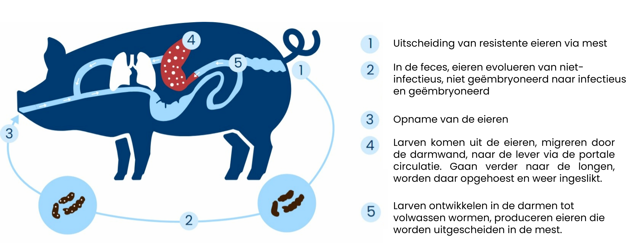 Parasitaire cyclus van een worminfectie bij varkens De parasitaire cyclus van een wormbesmetting bij varkens