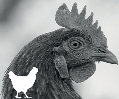 Avian infectious bronchitis (IB)