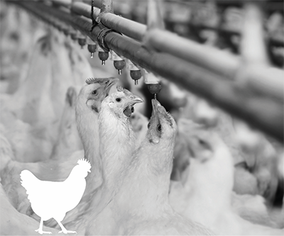 Gumboro disease (IBD)