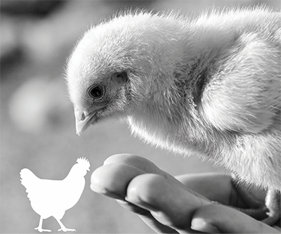 Newcastle disease (ND)