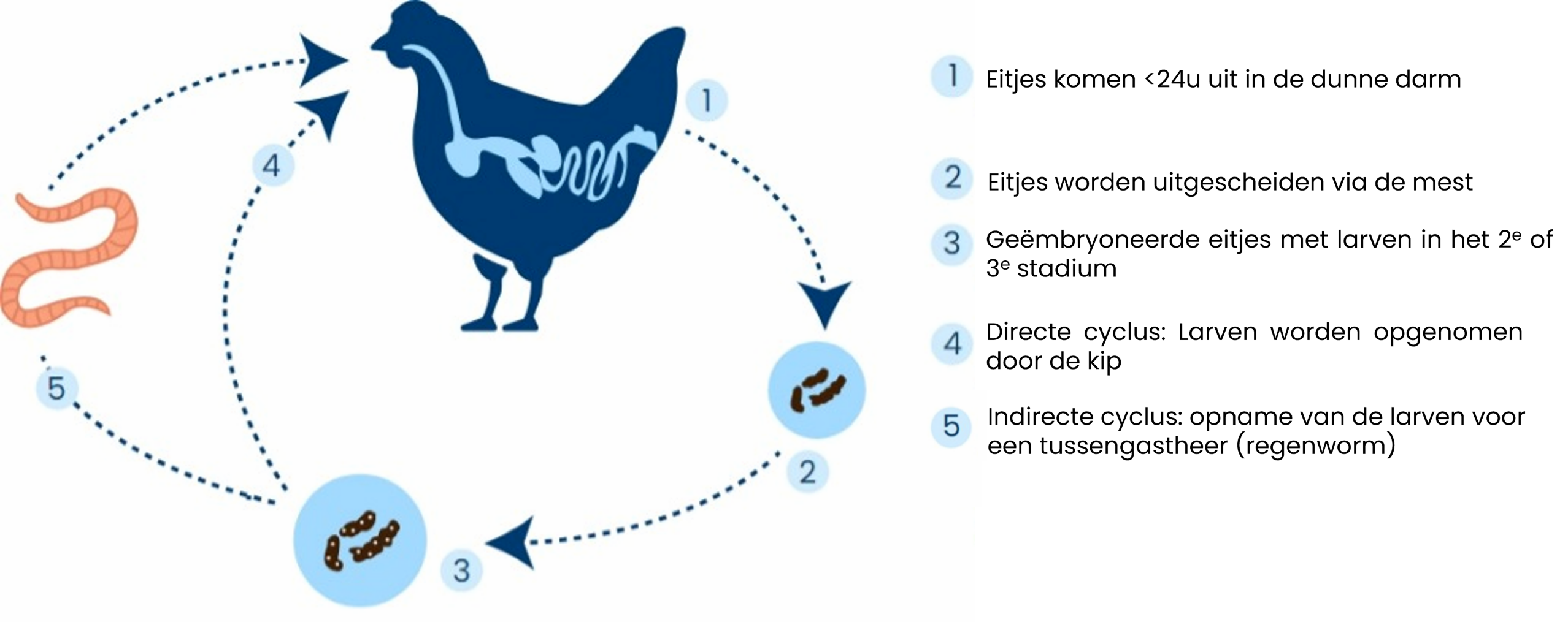 Besmettingscyclus kippen